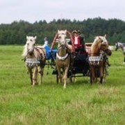 Прокат лошадей с экипажем фотография