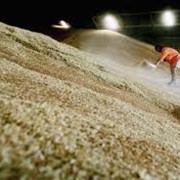 Продажа зерна в Костанае фотография
