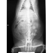 Рентгенография ветеринарная фото