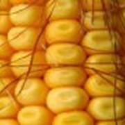 Гибрид кукурузы НС-2612