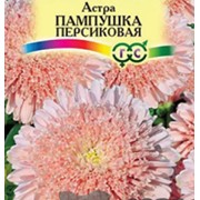 Семена цветов астра пампушка персиковая 10 пачек фото