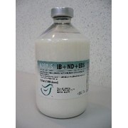 Вакцина Нобилис IB+ND+EDS 12 x 500 ml