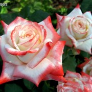 Розы Императрица Фарах