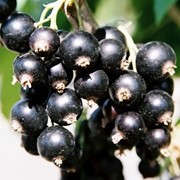 Саженцы черной смородины “Нева“ фото