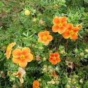 Лапчатка кустарниковая Potentilla f. Hopley`s Orange, h см 30-40 фото