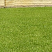 Посев семенного газона фото