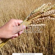Семена озимых зерновых культур фото