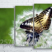 Модульна картина на полотні Метелик на кульбабі код КМ100130-027 фотография