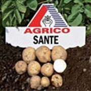 Картофель АГРИКО Санте (Sante) - среднеспелый фото