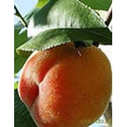 Саженцы персика фото