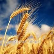 Пшеница 022