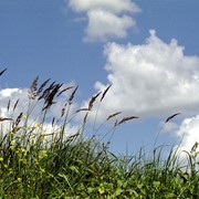 Семена медоносных трав