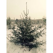 Живые новогодние елки фото