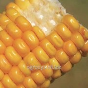 Семена кукурузы ЛГ 3232 (LG 32.32) фотография