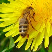 Пчелиный натуральный мед фото