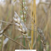 Культуры зерновые - Пшеница фуражная