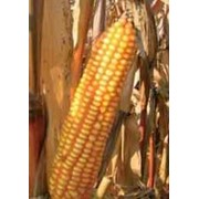 Семена гибрида кукурузы PR39W45/ПР39В45 (новый) ФАО 230 фото