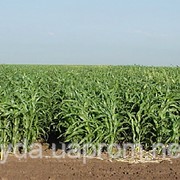 Семена суданки Днепропетровск,Чернигов,Полтава,Сумы и вся Украина фото