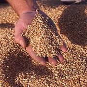 Зерно, зерновые культуры на Экспорт фотография