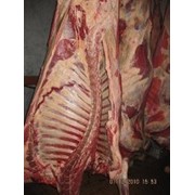 Говядина быки - 170 руб, коровы-134 руб фото