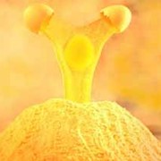 Желток яичный сухой фото