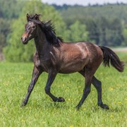 Жеребчик Андалузской породы Cherchill фото