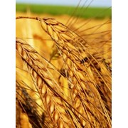 Мука пшеничная второго сорта оптом, цена