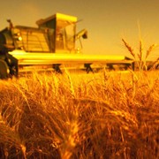 Пшеница 3 класса, в Казахстане, на Экспорт, оптом, купить