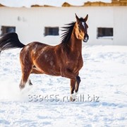 Арабская лошадь (кобыла) фотография