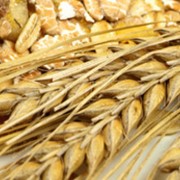 Пророщенные зерна пшеницы
