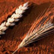 Производство пшеницы
