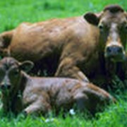 Эмбрионы крупного рогатого скота