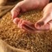 Пшениця Заграва Одеська фото