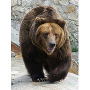 Охота медведь на “берлоге“ фотография