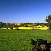Кормовые травы, кормовые смеси, Кормовые травосмеси Кантри (Country) фото