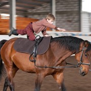 Лошади для спорта Gvenny Girl фотография