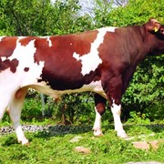 Сперма быков-производителей Англерской породы фото