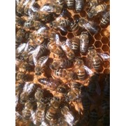 Пчеломатки Карпатка Карника 2022 СПб фото