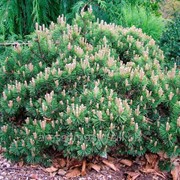 Сосна горная Pinus mugo Mops Pa 40 50-70 C4