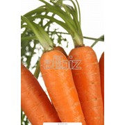 Морковь кормовая фото