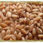 Пшеница (3,4,5 класс) фото