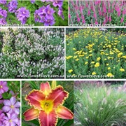 Цветы от я производителя многолетних цветов для сада, декоративных трав и пряных растений. фото