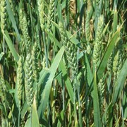 Пшеница озимая, Донецкая 48