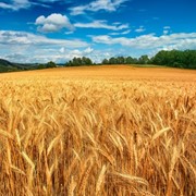 Пшеница 4 класса фото
