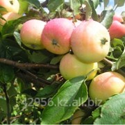 Саженцы яблонь Аленушка (бирка №35)