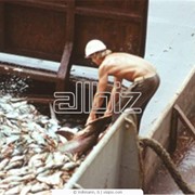 Разведение пресноводной рыбы, рыбопосадочный материал фото