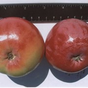 Яблоня Урожайный фото