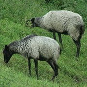 Шубные породы овец фотография
