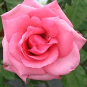 Роза чайно-гибридная Карина (Carina) фотография