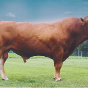 Комбикорм для крупного рогатого скота фото